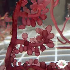 Attēlu rezultāti vaicājumam “Lycogala botrydium macro”