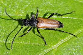 Attēlu rezultāti vaicājumam “Anastrangalia sanguinolenta”