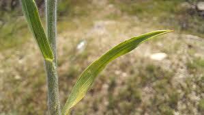Attēlu rezultāti vaicājumam “Bromus hordeaceus subsp. hordaceus”