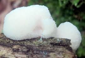 Attēlu rezultāti vaicājumam “Hericium cirrhatum”