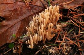 Attēlu rezultāti vaicājumam “Lentaria epichnoa”