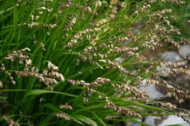 Attēlu rezultāti vaicājumam “Melica nutans flower”