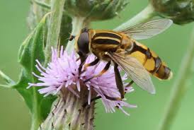 Attēlu rezultāti vaicājumam “Helophilus hybridus male”