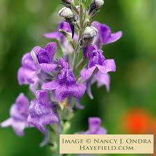 Image result for Linaria purpurea