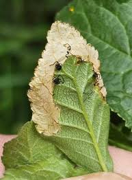 Attēlu rezultāti vaicājumam “Lyonetia prunifoliella”
