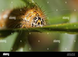 Attēlu rezultāti vaicājumam “Arctia caja larva”