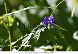 Attēlu rezultāti vaicājumam “Aconitum napellus bud”