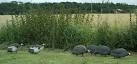 A flock of Helmeted Guinea fowl, normally resident in sub-Saharan Africa, - via Daymix