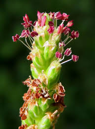 Attēlu rezultāti vaicājumam “Plantago media bud”