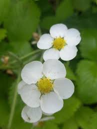 Attēlu rezultāti vaicājumam “Fragaria moschata flower”