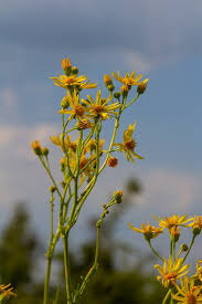 Attēlu rezultāti vaicājumam “Senecio vernalis flower”