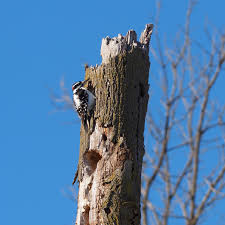Attēlu rezultāti vaicājumam “Diachea muscorum stalked”