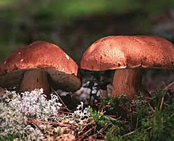 Attēlu rezultāti vaicājumam “Boletus pinophilus”