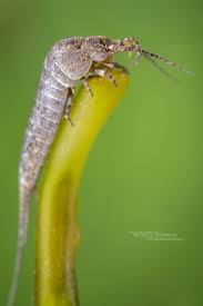 Attēlu rezultāti vaicājumam “Magdalis sp.”