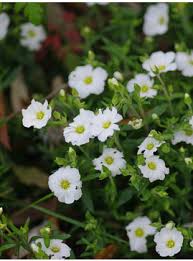 Attēlu rezultāti vaicājumam “Carex arenaria  flower”