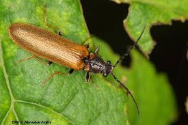 Attēlu rezultāti vaicājumam “Denticollis linearis”