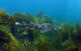 Image result for Cephaloscyllium laticeps