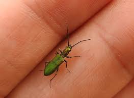 Attēlu rezultāti vaicājumam “Chrysanthia viridissima”