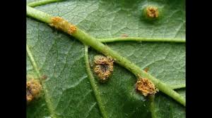 Attēlu rezultāti vaicājumam “Puccinia agrostidis”