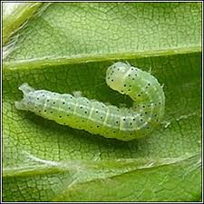 Attēlu rezultāti vaicājumam “Cosmia trapezina”