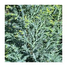 Attēlu rezultāti vaicājumam “Chamaecyparis lawsoniana”