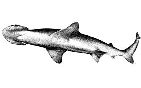 Image result for Sphyrna