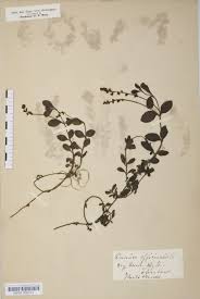 Attēlu rezultāti vaicājumam “Veronica officinalis fruit”