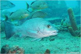 Image result for Lutjanus griseus