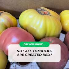 Afbeeldingsresultaat voor blushing yellow tomato