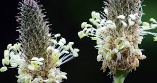 Attēlu rezultāti vaicājumam “Plantago major flower”