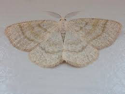 Attēlu rezultāti vaicājumam “Cabera exanthemata”