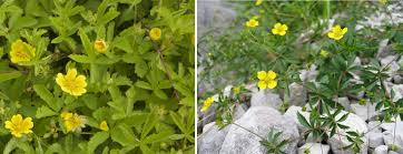 Attēlu rezultāti vaicājumam “Potentilla erecta leaf”