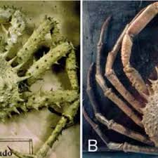 Image result for Lithodes maja