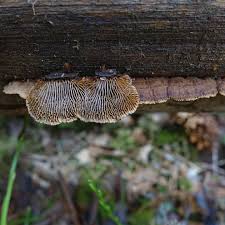 Attēlu rezultāti vaicājumam “Gloeophyllum abietinum”