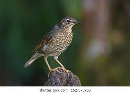 Image result for Zoothera sibirica