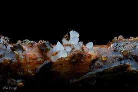 Attēlu rezultāti vaicājumam “Hymenoscyphus sp.”