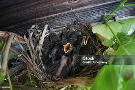 Attēlu rezultāti vaicājumam “Turdus merula nest”