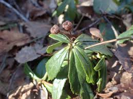 Attēlu rezultāti vaicājumam “Chimaphila umbellata bud”