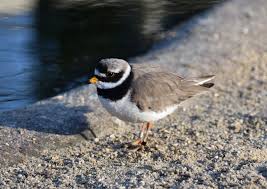 Attēlu rezultāti vaicājumam “Charadrius hiaticula”
