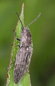Attēlu rezultāti vaicājumam “Actenicerus sjaelandicus”