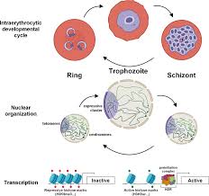 Attēlu rezultāti vaicājumam “Enteridium variabile plasmodium”