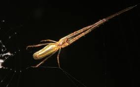 Attēlu rezultāti vaicājumam “Tetragnatha montana”