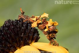 Attēlu rezultāti vaicājumam “Comatricha ellae stalked”