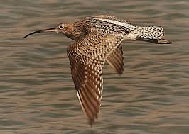 Image result for Numenius tenuirostris