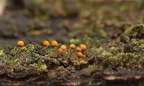 Attēlu rezultāti vaicājumam “Physarum braunianum macro”