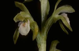 Attēlu rezultāti vaicājumam “Corallorhiza trifida”