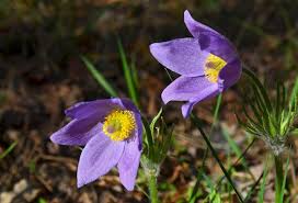 Attēlu rezultāti vaicājumam “Pulsatilla pratensis”