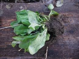 Attēlu rezultāti vaicājumam “Lathyrus tuberosus leaf”