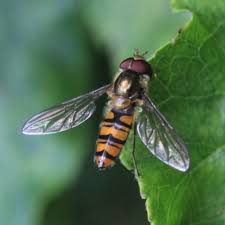 Attēlu rezultāti vaicājumam “Episyrphus balteatus”