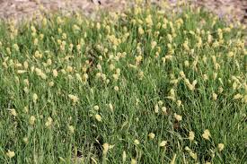 Attēlu rezultāti vaicājumam “Carex paupercula”